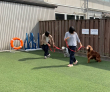 しつけ2