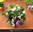 ドクダミアレンジ02