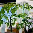 モリンガ鉢植え