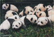 いきいきパズル４０ピース じゃれあう子パンダ