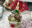 正月仕様の多肉